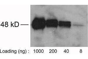 Loading: Avi-tag fusion protein expressed in E. (Avi-Tag 抗体)