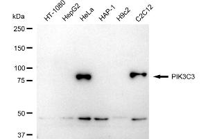 Western blotting analysis using PIK3C3 antibody (ABIN7799819). (Recombinant PIK3C3 抗体)