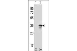 Western blot analysis of U2AF1 (arrow) using rabbit polyclonal U2AF1 Antibody (Center ) (ABIN389305 and ABIN2839425). (U2AF1 抗体  (AA 99-125))
