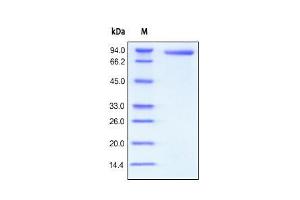 SDS-PAGE (SDS) image for CD4 (CD4) (AA 26-396) (Active) protein (Fc Tag) (ABIN2180789)