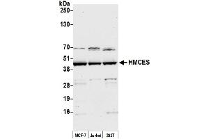 anti-Chromosome 3 Open Reading Frame 37 (C3ORF37) (AA 304-354) antibody