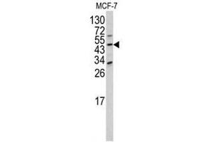 Image no. 1 for anti-Dom-3 Homolog Z (DOM3Z) (N-Term) antibody (ABIN452921) (DOM3Z 抗体  (N-Term))