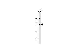 Anti-PCGF1 Antibody (Center)at 1:2000 dilution + K562 whole cell lysates Lysates/proteins at 20 μg per lane. (PCGF1 抗体  (AA 132-167))
