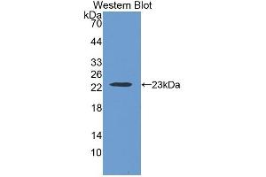 Western Blotting (WB) image for anti-Thrombospondin 1 (THBS1) (AA 24-221) antibody (ABIN1078565) (Thrombospondin 1 抗体  (AA 24-221))