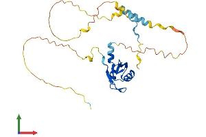 Protein Structure (PS) image for Poly(A) Binding Protein, Nuclear 1-Like (Cytoplasmic) (PABPN1L) (AA 1-273) protein (His tag) (ABIN7557570)