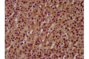 IHC image of ABIN7145412 diluted at 1:600 and staining in paraffin-embedded human adrenal gland tissue performed on a Leica BondTM system. (MGAT3 抗体  (AA 435-533))