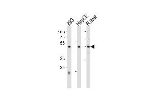 Western blot analysis in 293,HepG2 cell line and rat liver tissue lysates (35ug/lane). (HNF4A 抗体  (AA 281-312))