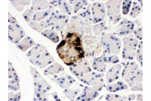 Anti- GLP1 Picoband antibody, IHC(P) IHC(P): Mouse Pancreas Tissue (Glucagon 抗体  (N-Term))