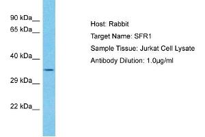 Host: Rabbit Target Name: SFR1 Sample Type: Jurkat Whole Cell lysates Antibody Dilution: 1.