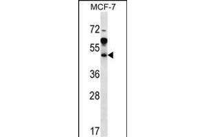 ARFIP1 Antibody (Center) (ABIN656916 and ABIN2846111) western blot analysis in MCF-7 cell line lysates (35 μg/lane). (ARFIP1 抗体  (AA 147-176))