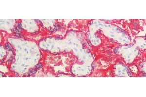Detection of GH in Human Placenta Tissue using Polyclonal Antibody to Growth Hormone (GH) (Growth Hormone 1 抗体  (AA 28-217))