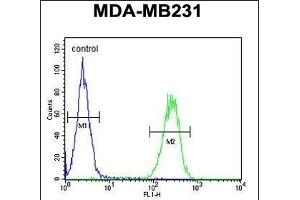PRSS3 Antibody (N-term) (ABIN654446 and ABIN2844180) flow cytometric analysis of MDA-M cells (right histogram) compared to a negative control cell (left histogram).