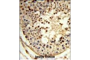 Formalin-fixed and paraffin-embedded human testis tissue reacted with ARGLU1 Antibody (N-term), which was peroxidase-conjugated to the secondary antibody, followed by DAB staining. (ARGLU1 抗体  (N-Term))