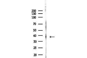 Western blot analysis of lysates from PC12 cells, using ABH Antibody at 1/1000 dilution.
