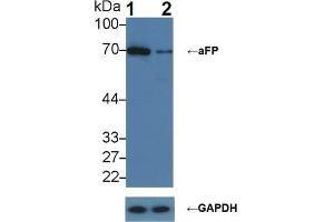 Knockout Varification: ;Lane 1: Wild-type HepG2 cell lysate; ;Lane 2: aFP knockout HepG2 cell lysate; ;Predicted MW: 69kDa ;Observed MW: 70kDa;Primary Ab: 2µg/ml Rabbit Anti-Human aFP Ab;Second Ab: 0. (alpha Fetoprotein 抗体  (AA 31-171))
