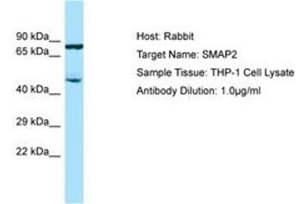 SMAP2 antibody  (AA 227-276)
