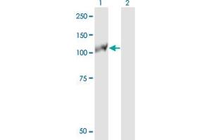 Western Blot analysis of EPHB3 expression in transfected 293T cell line by EPHB3 monoclonal antibody (M10), clone 3F12. (EPH Receptor B3 抗体  (AA 899-997))