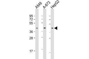 All lanes : Anti-CSNK2A3 Antibody (C-Term) at 1:1000 dilution Lane 1: A549 whole cell lysate Lane 2: A-673 whole cell lysate Lane 3: HepG2 whole cell lysate Lysates/proteins at 20 μg per lane. (CSNK2A3 抗体  (AA 296-330))