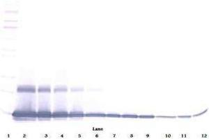 Image no. 3 for anti-Chemokine (C-C Motif) Ligand 9 (Ccl9) antibody (ABIN465415) (CCL9 抗体)