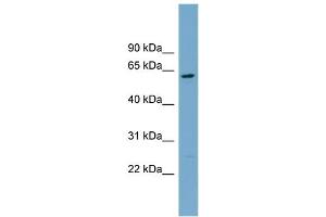 WB Suggested Anti-CNDP2  Antibody Titration: 0. (CNDP2 抗体  (Middle Region))