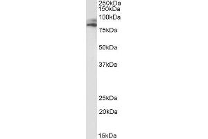 ABIN4902792 (1µg/ml) staining of HepG2 lysate (35µg protein in RIPA buffer). (VPS16 抗体)