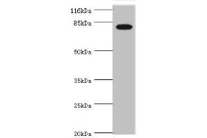 Western blot All lanes: IL31RA antibody at 1. (IL31RA 抗体  (AA 1-300))