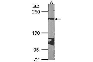 Western Blotting (WB) image for anti-Ribosome Binding Protein 1 (RRBP1) (C-Term) antibody (ABIN2855195)