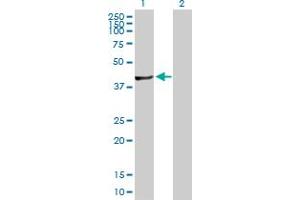 Western Blot analysis of FGGY expression in transfected 293T cell line by FGGY MaxPab polyclonal antibody. (FGGY 抗体  (AA 1-439))