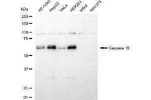 Western blotting analysis using caspase 10 antibody (ABIN7797887). (Recombinant Caspase 10 抗体)