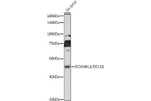 Western blot analysis of extracts of SH-SY5Y cells, using DC/DC/DCLK1 antibody (ABIN6134321, ABIN6139438 and ABIN7101849) at 1:1000 dilution. (DCLK1 抗体)