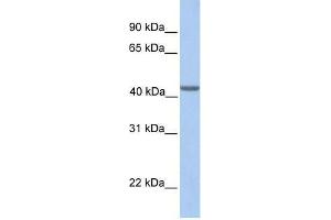 EIF3H antibody used at 0. (EIF3H 抗体  (N-Term))