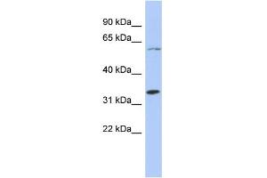 WB Suggested Anti-ZNF8 Antibody Titration:  0. (ZNF8 抗体  (N-Term))