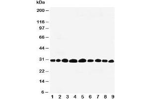 Western blot testing of Prohibitin antibody and rat samples 1: lung;  2: skeletal muscle;  3: brain;  4: kidney; and 5: human HeLa;  6: (h) MCF-7;  7: (r) PC-12;  8: (h) A549;  9: (h) SMMC-7721 cell lysate. (Prohibitin 抗体  (C-Term))