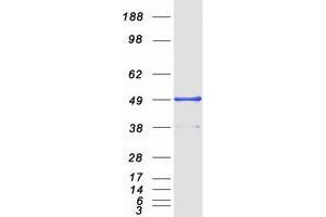 Validation with Western Blot (TANK Protein (Transcript Variant 1) (Myc-DYKDDDDK Tag))