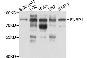Western blot analysis of extract of various cells, using FNBP1 antibody. (FNBP1 抗体)