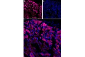 Expression of TRPV3 in rat DRG - Immunohistochemical staining of rat dorsal root ganglion (DRG) using Anti-TRPV3 (extracellular)-ATTO Fluor-633 Antibody (ABIN7043849).
