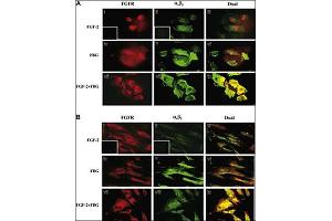Colocalization of A1B3 and FGFR1 using IF.