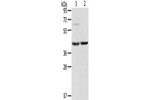 Western Blotting (WB) image for anti-Hypoxia Inducible Factor 1, alpha Subunit Inhibitor (HIF1AN) antibody (ABIN2435282) (HIF1AN 抗体)