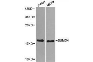 Western Blotting (WB) image for anti-Small Ubiquitin Related Modifier 4 (SUMO4) antibody (ABIN1874997) (SUMO4 抗体)