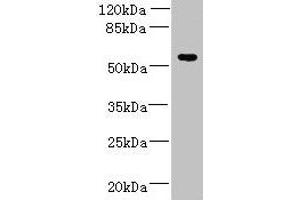 ADAT1 anticorps  (AA 1-501)