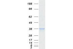 Validation with Western Blot (DDO Protein (Transcript Variant 1) (Myc-DYKDDDDK Tag))