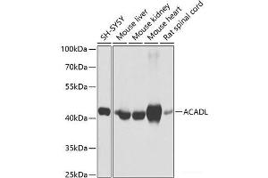 Western blot analysis of extracts of various cell lines using ACADL Polyclonal Antibody at dilution of 1:1000. (ACADL 抗体)