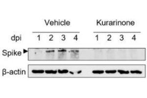 Western blot of the lysates of HCoV-OC43-infected MRC-5 cell streated with kurarinone or vehicle and evaluated at 1,2,3, and 4dpi. (hCoV-OC43 Spike 抗体  (AA 15-344))