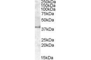 ABIN570932 (1µg/ml) staining of Human Kidney lysate (35µg protein in RIPA buffer). (APOL6 抗体  (Internal Region))