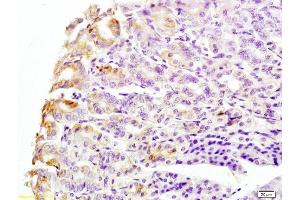 Formalin-fixed and mouse stomach tissue labeled with Anti-CK8 Polyclonal Antibody, Unconjugated  at 1:200 followed by conjugation to the secondary antibody and DAB staining (KRT8 抗体  (AA 51-150))