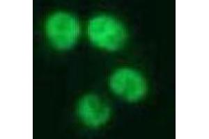 Immunofluorescence (IF) image for anti-Nuclear Mitotic Apparatus Protein 1 (NUMA1) antibody (ABIN1449239) (NUMA1 抗体)