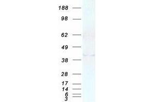 Western Blotting (WB) image for Ataxin 2-Binding Protein 1 (A2BP1) (Transcript Variant 4) protein (Myc-DYKDDDDK Tag) (ABIN2721335)