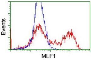 HEK293T cells transfected with either RC202774 overexpress plasmid (Red) or empty vector control plasmid (Blue) were immunostained by anti-MLF1 antibody (ABIN2455790), and then analyzed by flow cytometry. (MLF1 抗体)