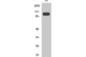 anti-Glutamate Receptor, Metabotropic 4 (GRM4) (AA 820-900) antibody