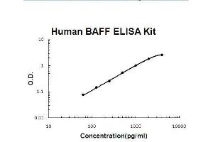 Human BAFF PicoKine ELISA Kit standard curve (BAFF ELISA 试剂盒)